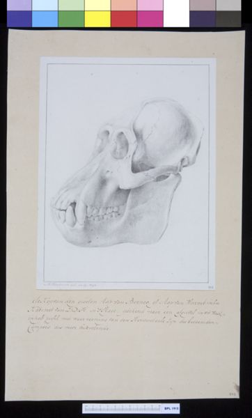 M Houtman, Animals: orangutan, skull