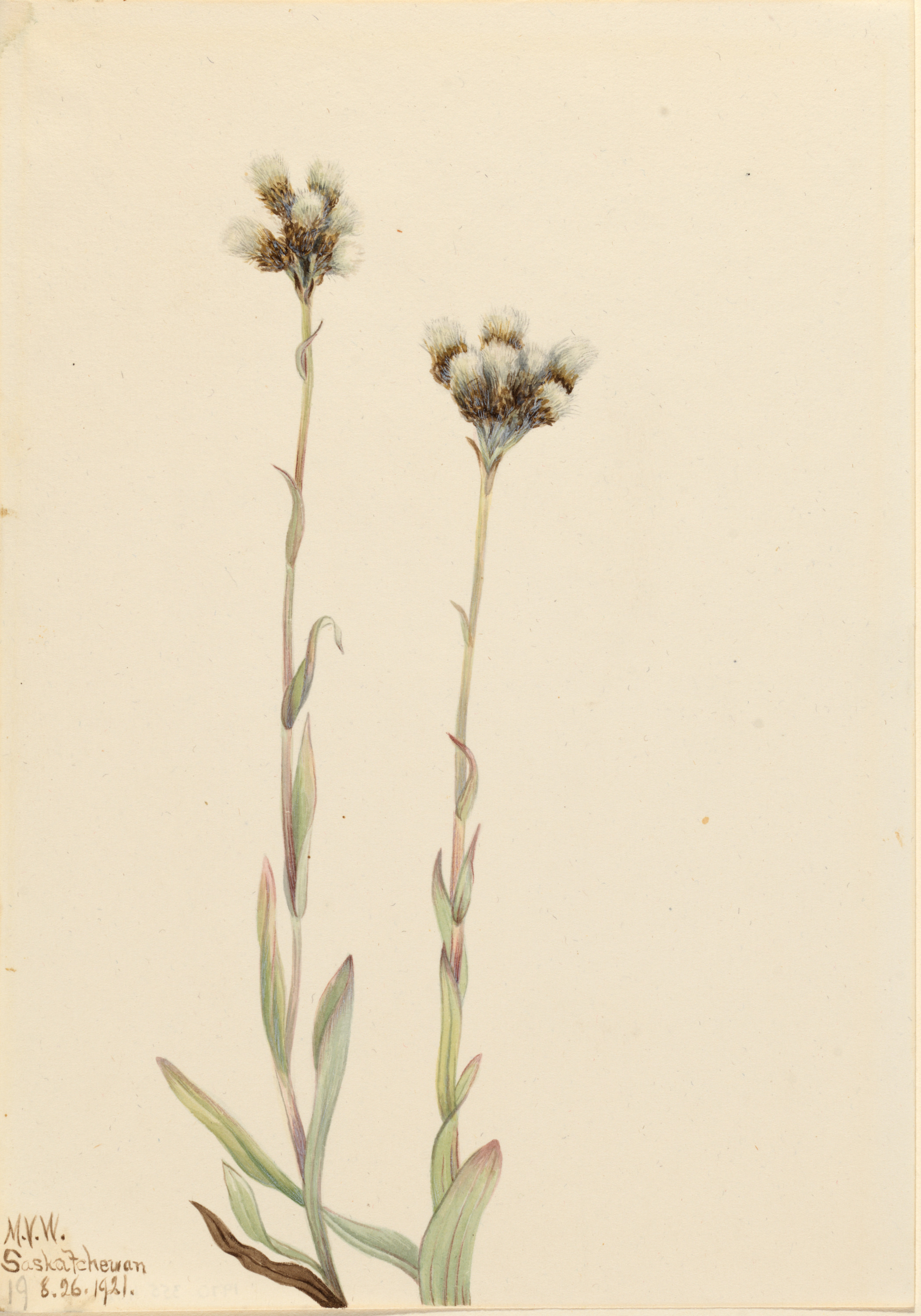 Mary Vaux Walcott, Gray Pussytoes (Antennaria howellii)