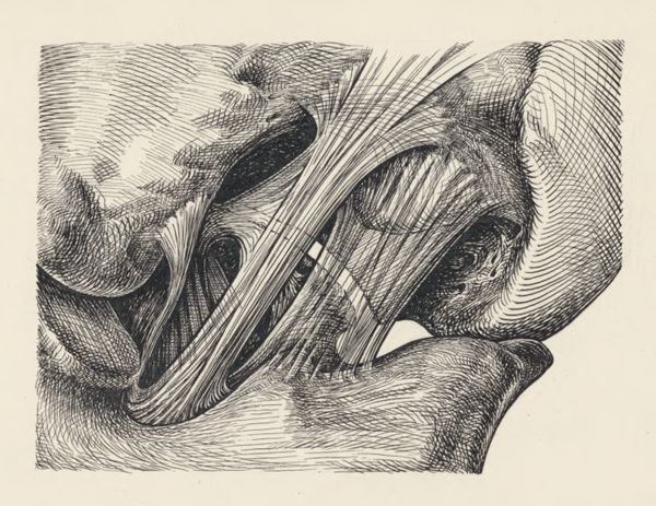 J Tinkelenberg, Musculoskeletal system of the lower extremity