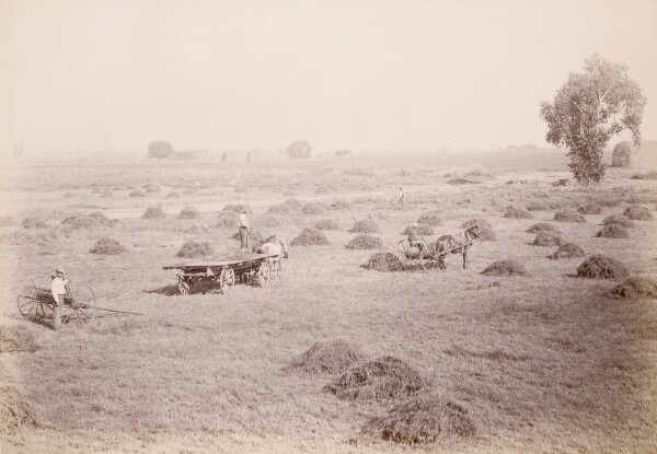 Carleton Watkins, [Haying at Berkshire Ranch]