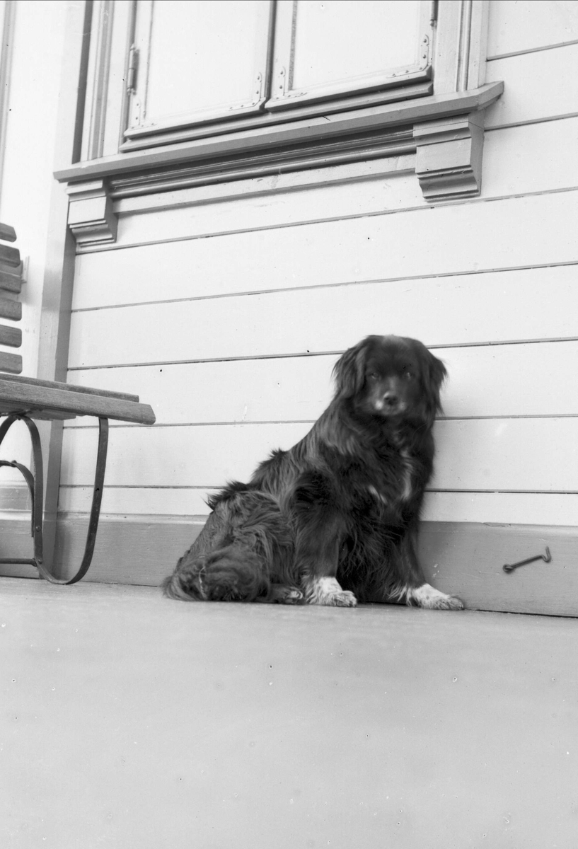 Gustav Borgen, Portrett, hund ved husvegg.