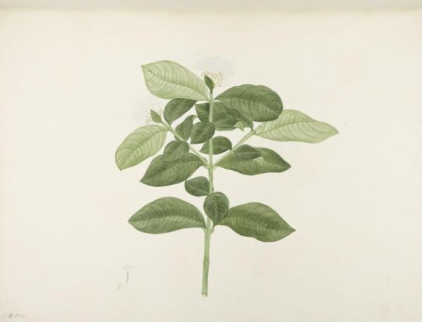 unknown, Flowers and Fruits