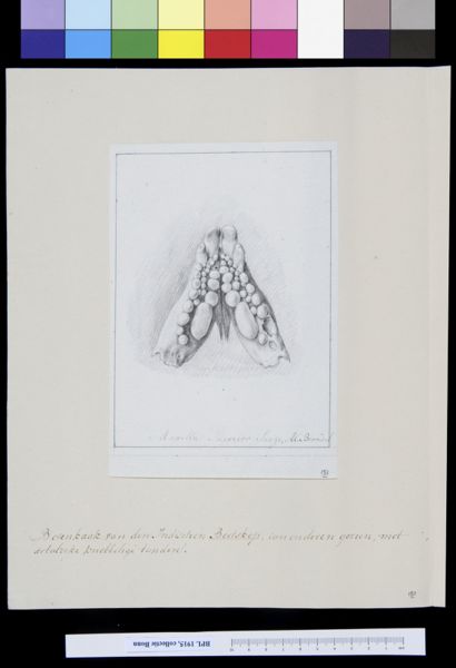 A Bonn, Animals: upper jaw of a fish (maxilla superior)