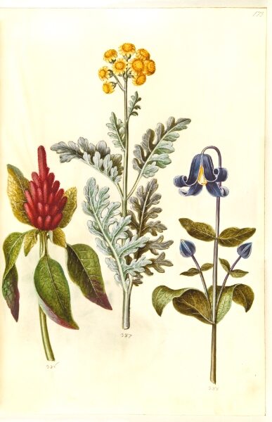 Hans Simon Holtzbecker, Amaranthus cruentus (rød amarant); Jacobaea maritima (gråblad); Clematis integrifolia (blå staudeklematis)