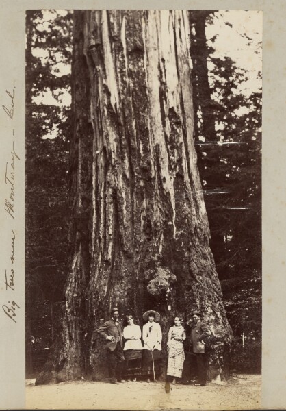 Carleton Watkins, Big Trees near Monteray [sic] - Cal.