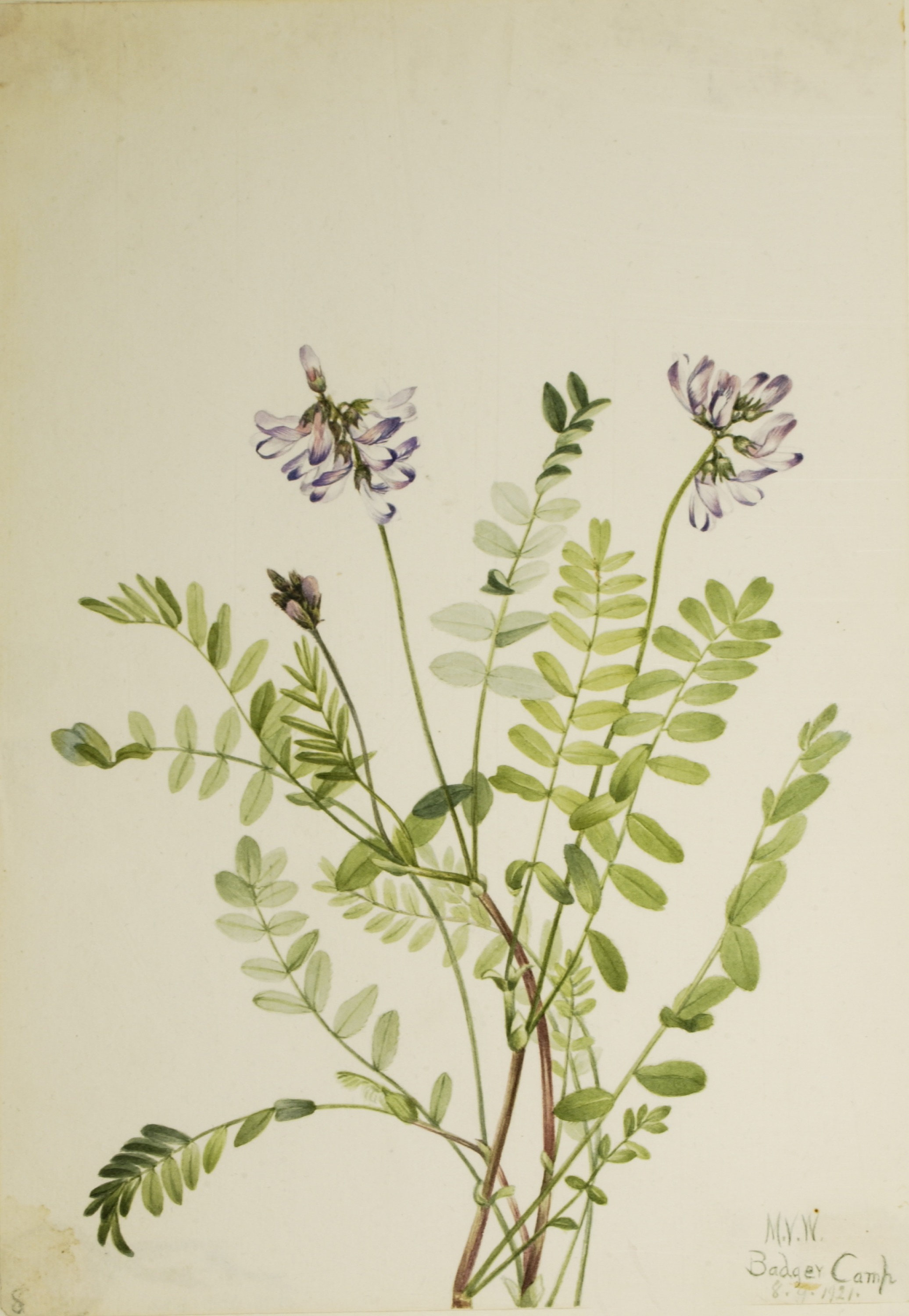 Mary Vaux Walcott, Alpine Milkvetch (Astragalus alpinus)