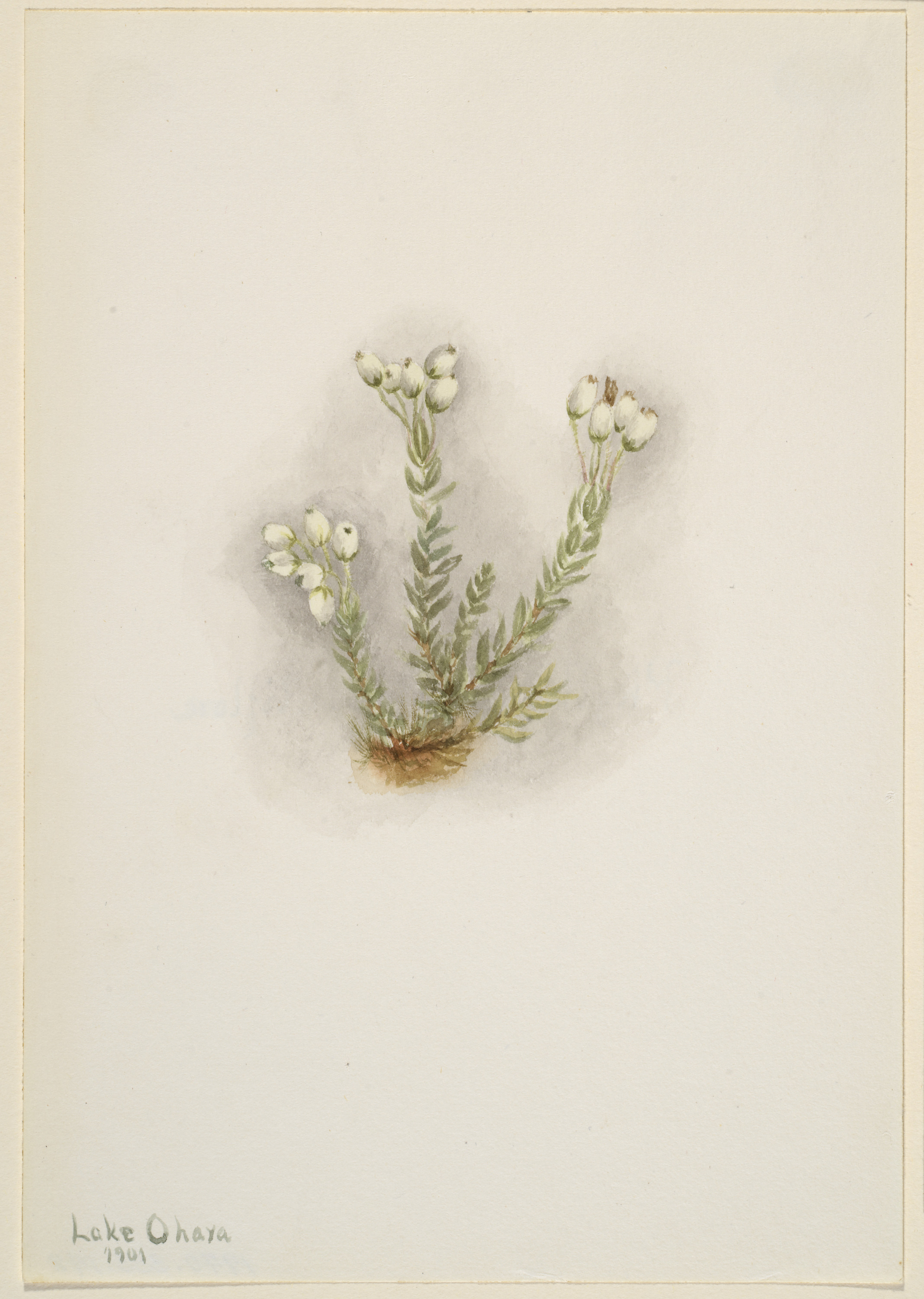 Mary Vaux Walcott, White Heather (Phyllodoce grandiflora)