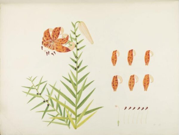 unknown, Flowers and Fruits