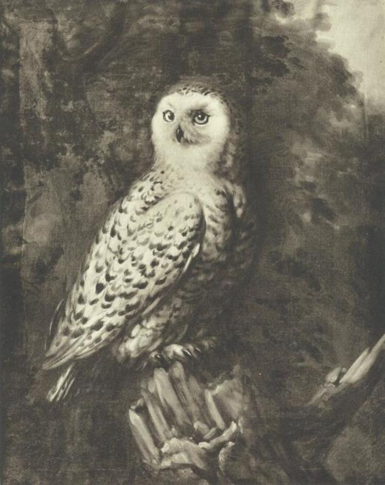 David Klöcker Ehrenstrahl, Fjälluggla