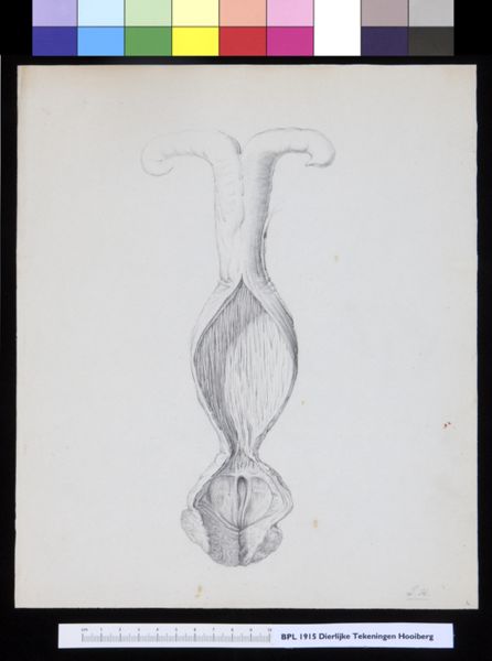Tiemen Hooiberg, Animals: unidentified animal, urogenital system