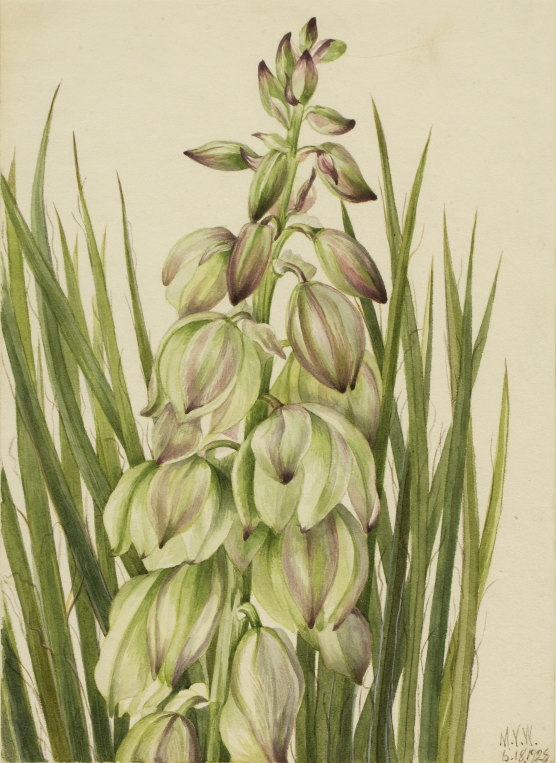 Mary Vaux Walcott, Yucca (Yucca baileyi)