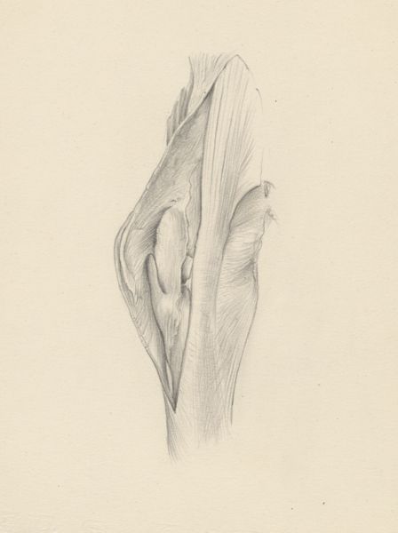 J Tinkelenberg, Musculoskeletal system of the upper extremity
