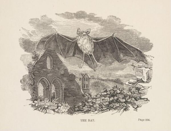 Unknown, The Bat