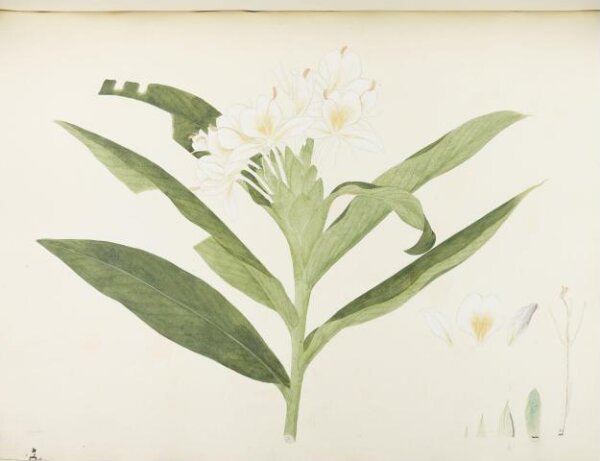 unknown, Flowers and Fruits