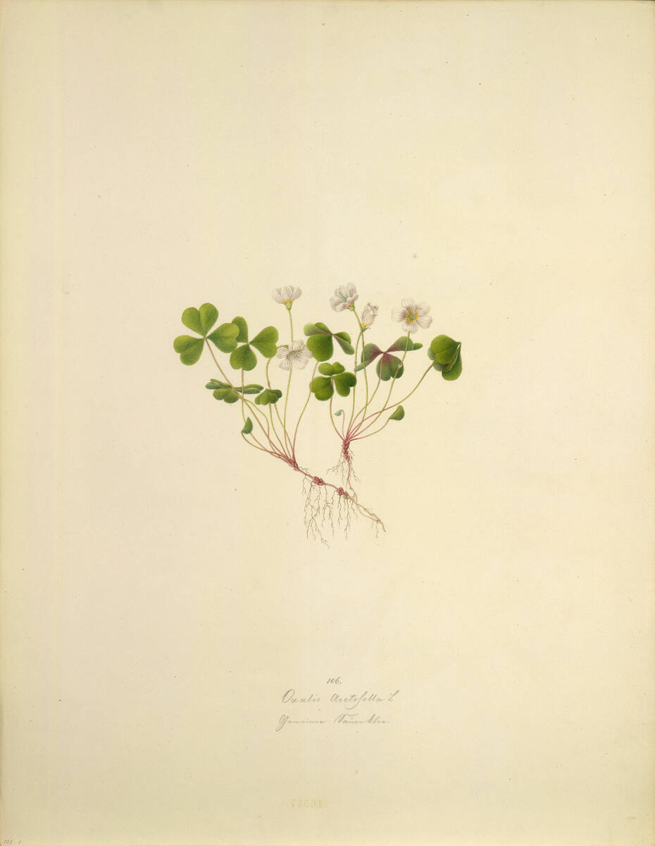 AugustRokert, Oxalis Acetosella L - Waldsauerklee