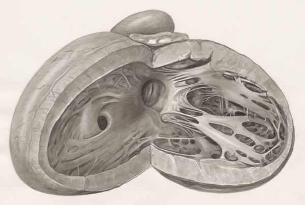 H.G Wetselaar, Heart