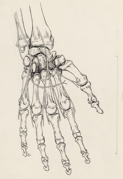 J Tinkelenberg, Bones and veins of the human hand