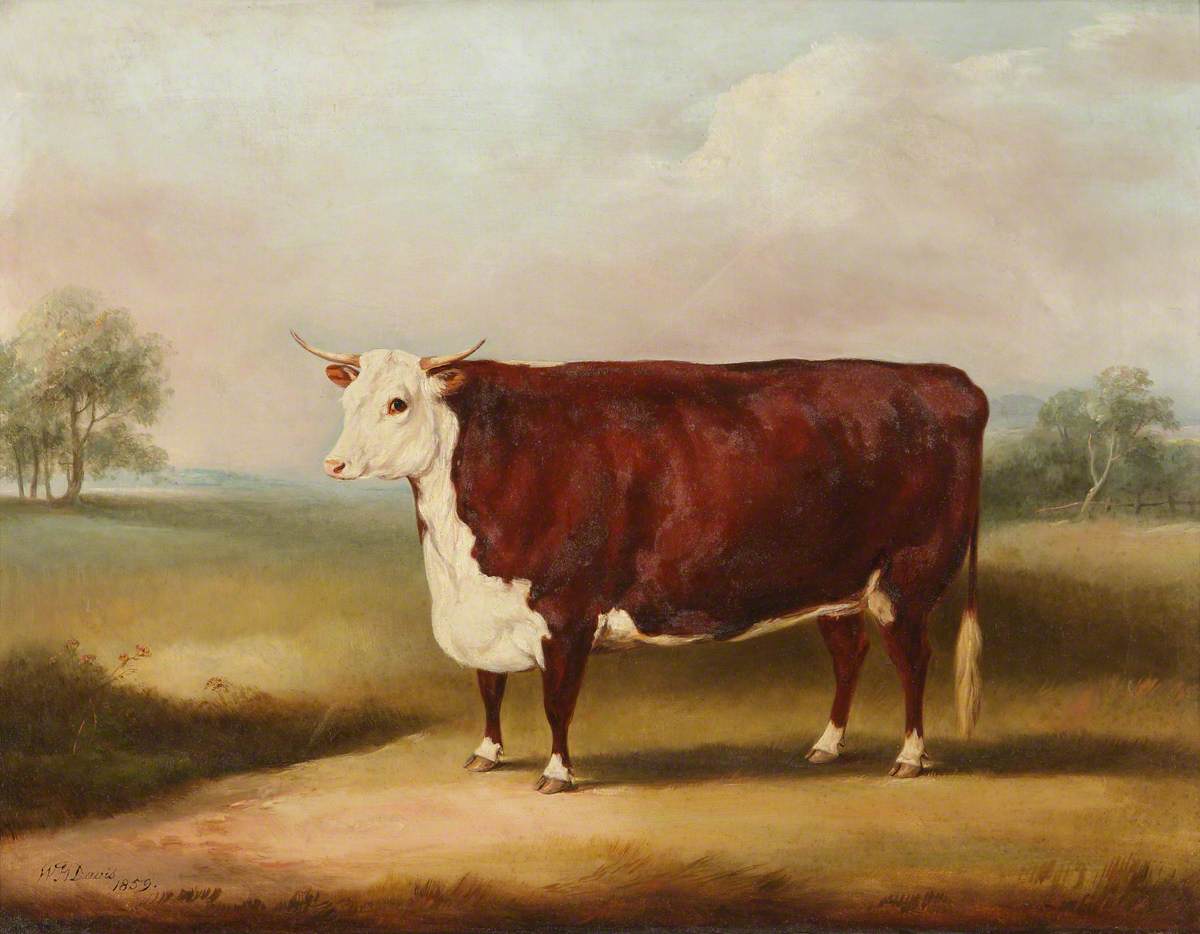 William Henry Davis, Hereford Cow