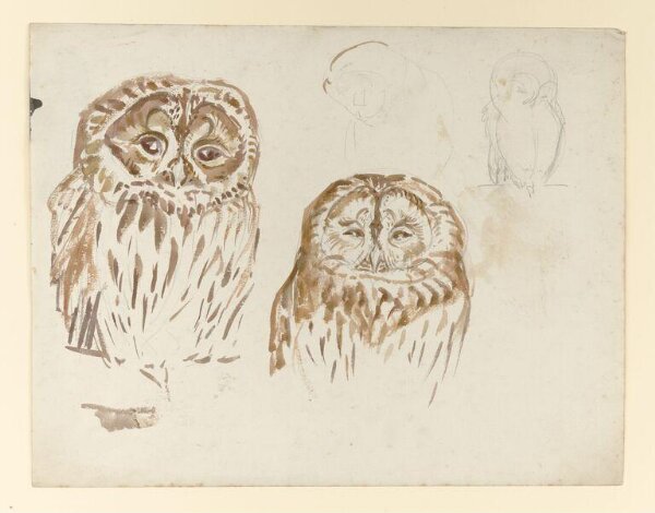 Potter, Beatrix, drawing
