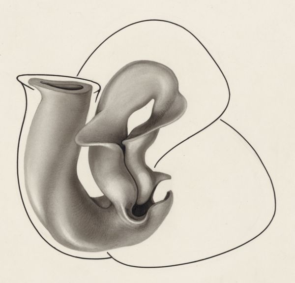 J Tinkelenberg, Schematic representation of a part of the heart of an embryo