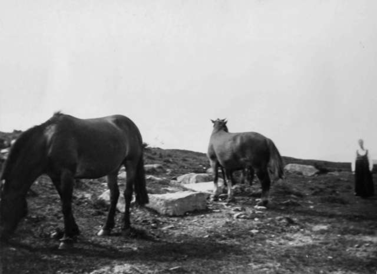 Anders Beer Wilse, -7929