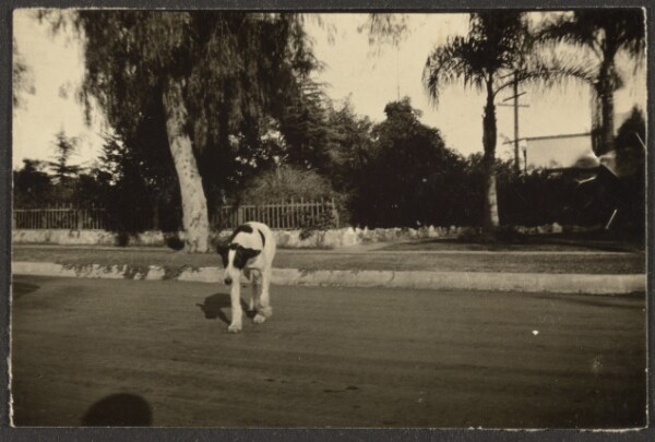 Louis Fleckenstein, [Dog Crossing Street]