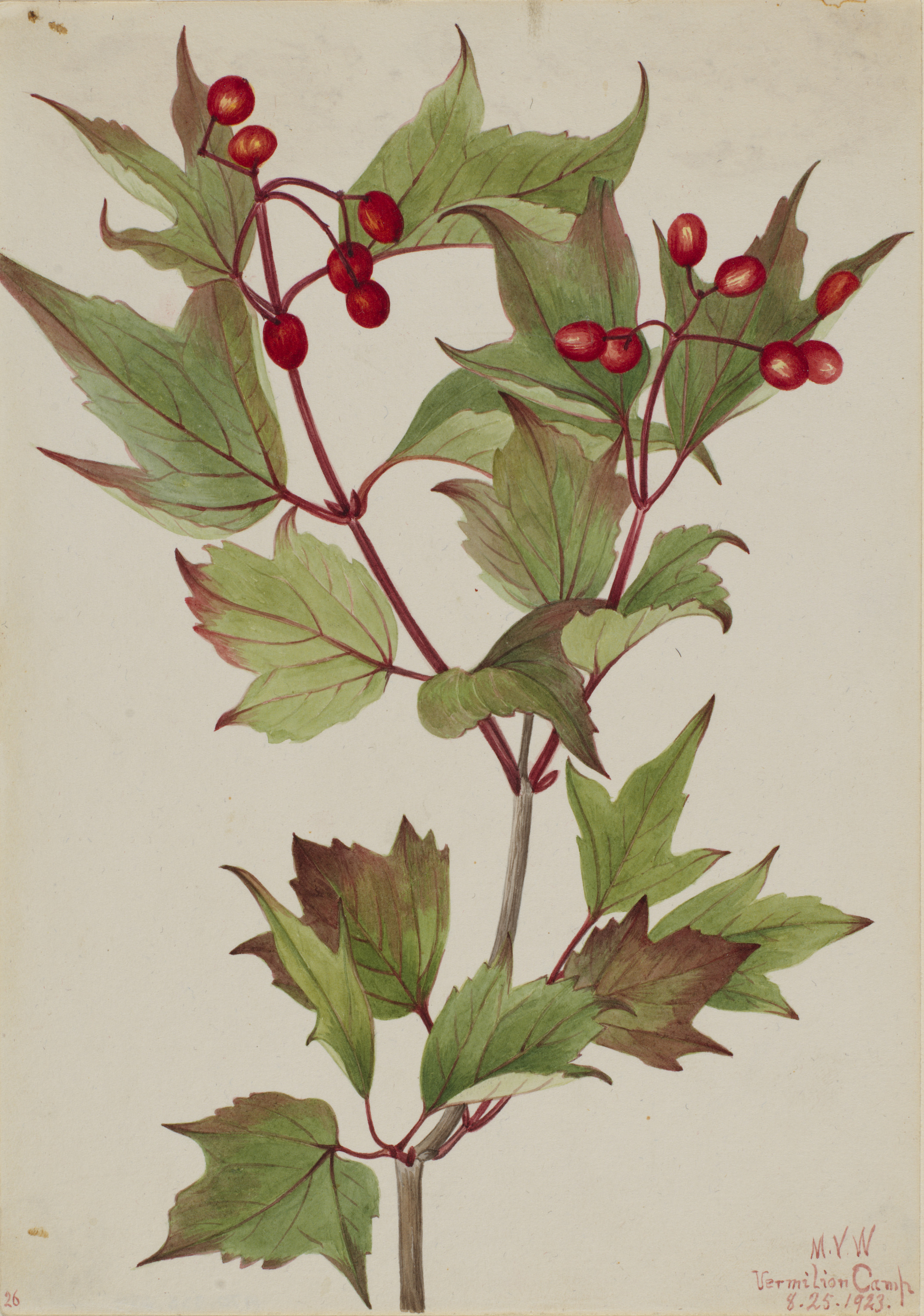 Mary Vaux Walcott, Cranberrybush (Viburnum pauciflorum)