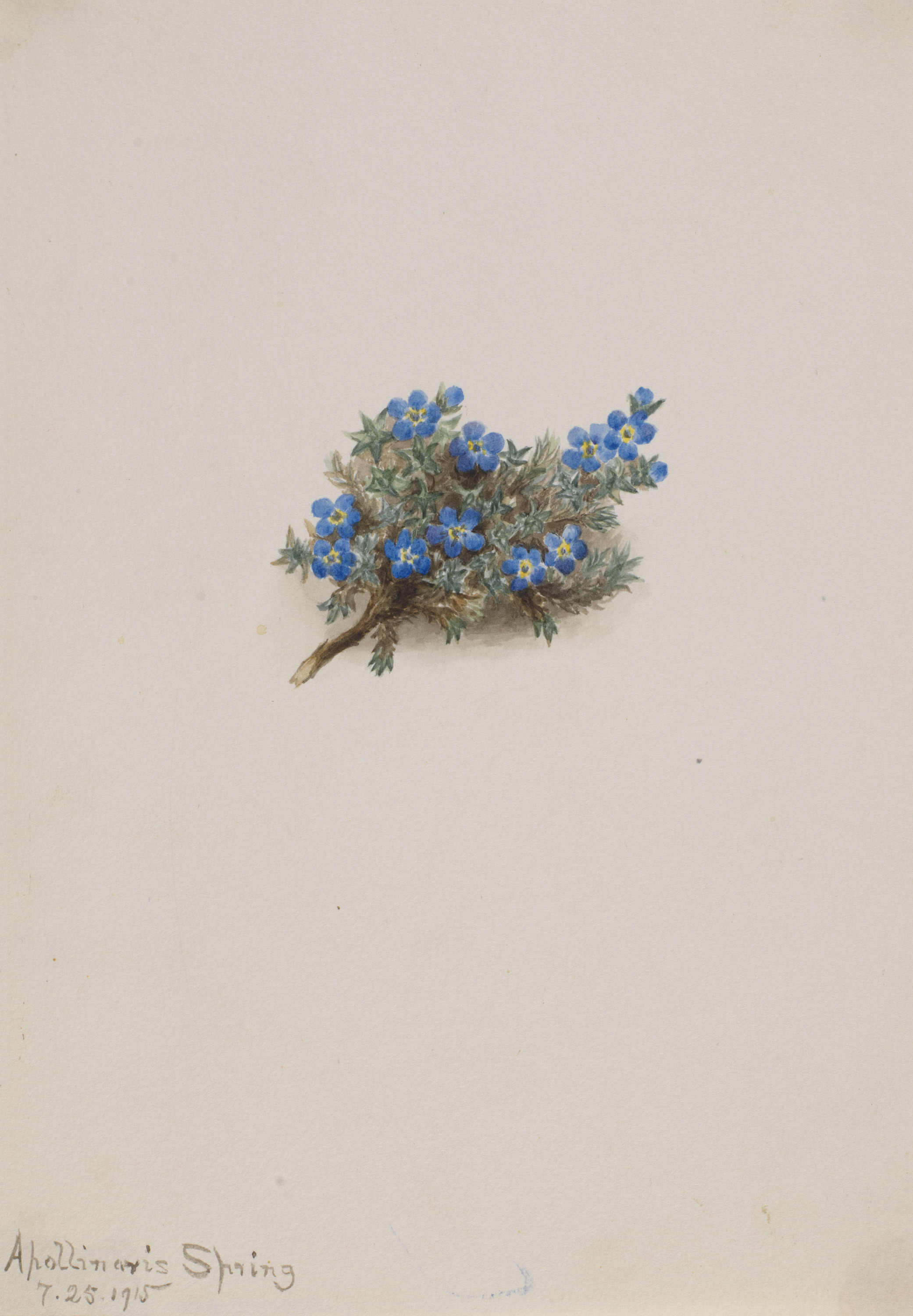 Mary Vaux Walcott, Moss Forget-me-not (Eritichum elongatum)