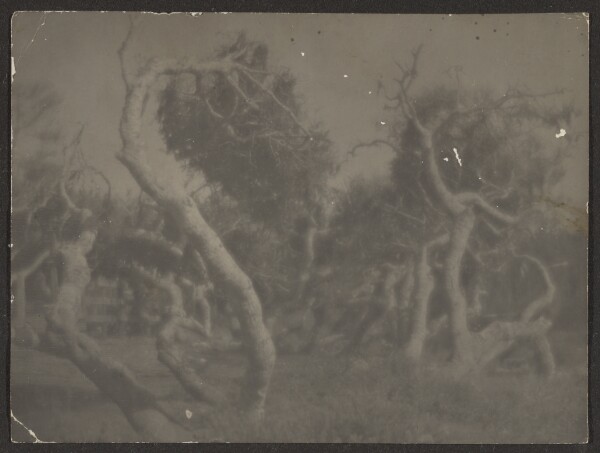 Louis Fleckenstein, [Cypress Trees]