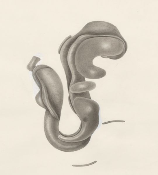 H.G Wetselaar, Embryonic tissue