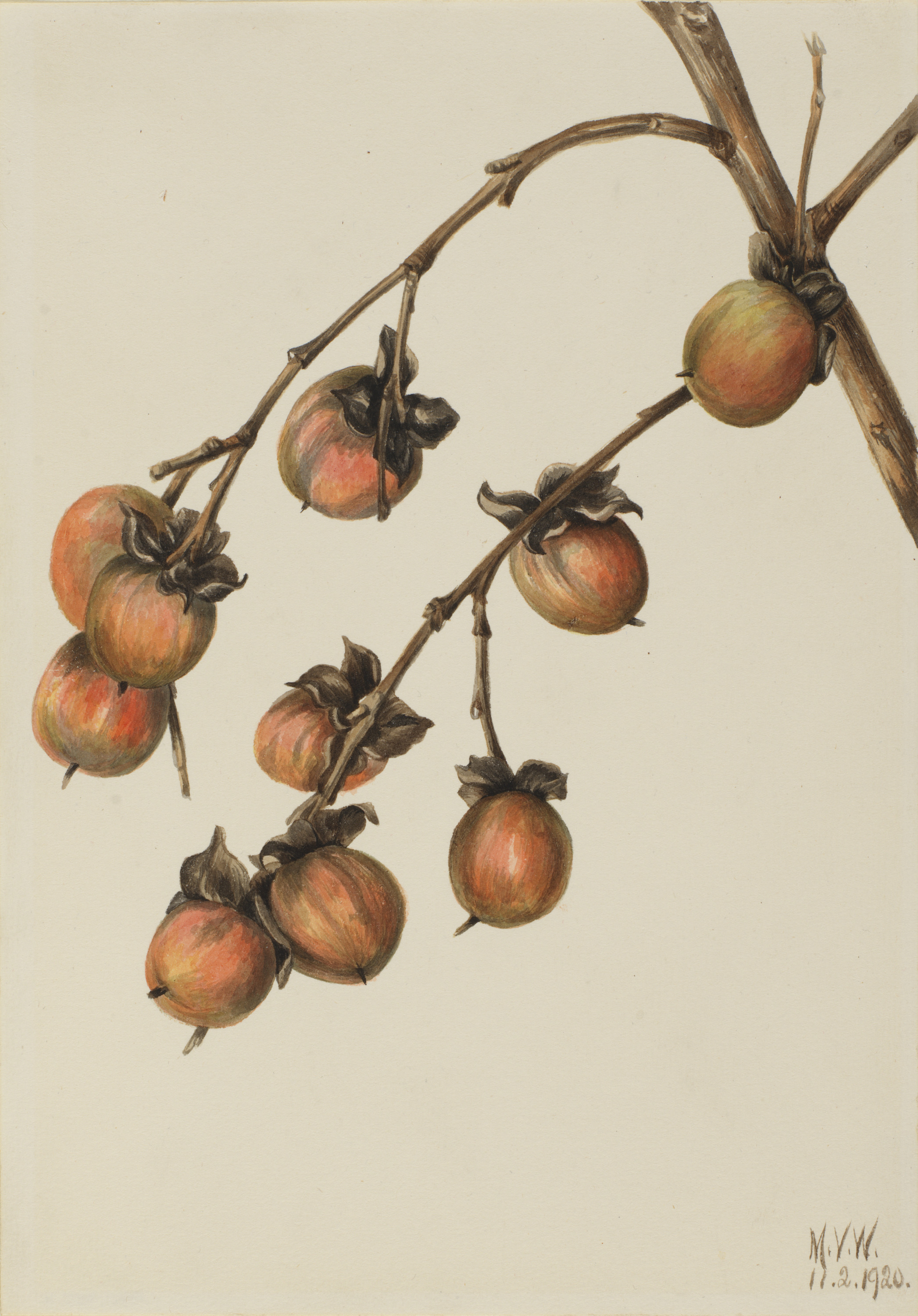 Mary Vaux Walcott, Persimmon (Diospyros virginiana)