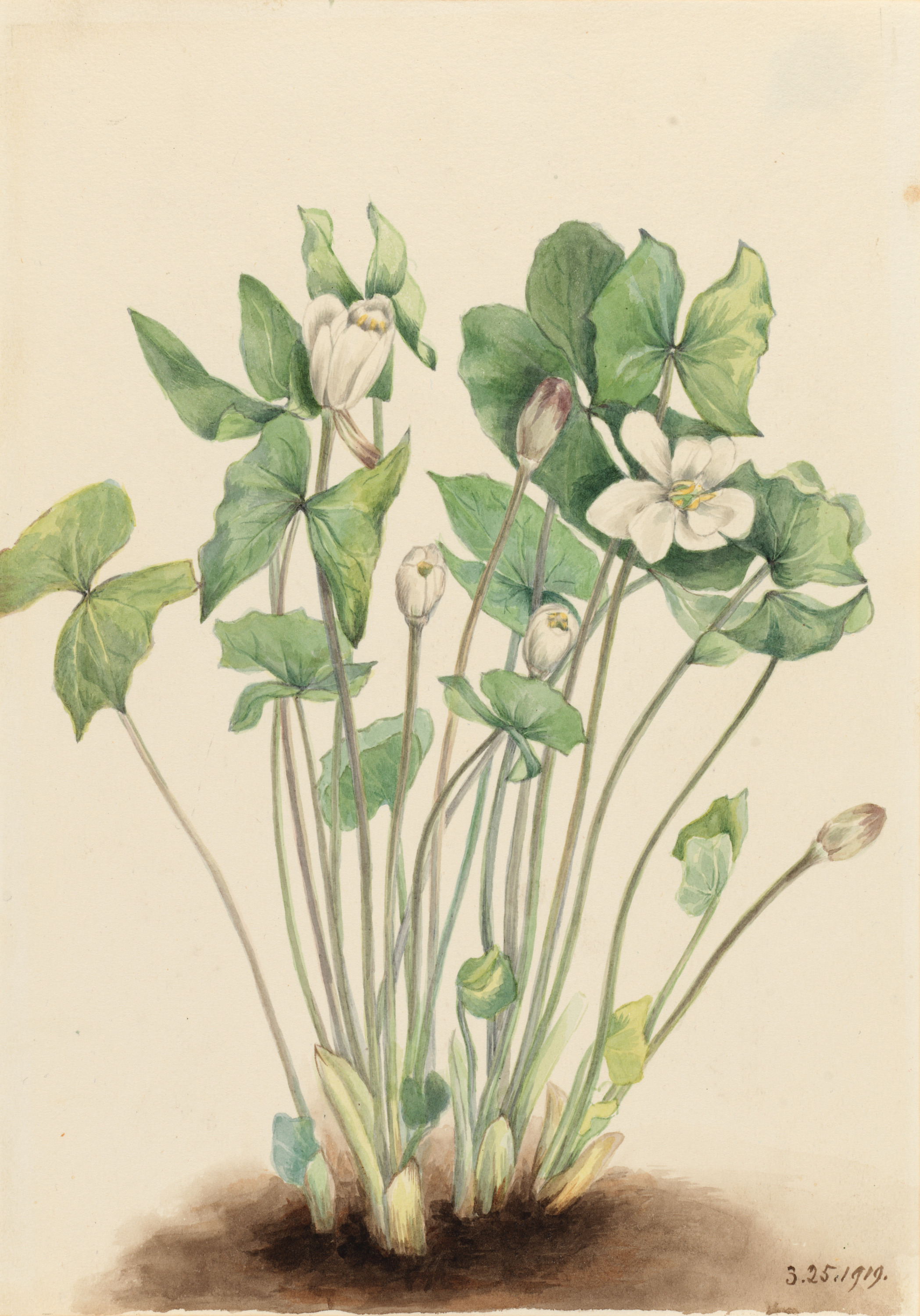 Mary Vaux Walcott, Twinleaf (Jeffersonia diphylla)