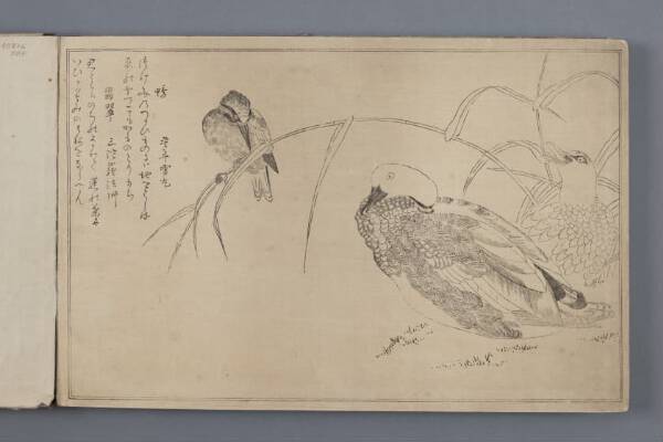 Original woodcut autor 喜多川 歌麿 Kitagawa surname Utamaro name, Kaczki i zimorodek (ilustracja z albumu Momo chidori kyōka awase) - zeszyt, w którym przedstawione są kolejne etapy wykonywania odbitki z drzeworytu.