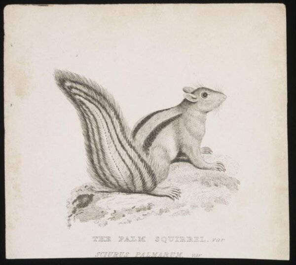 Unknown, The Palm Squirrel