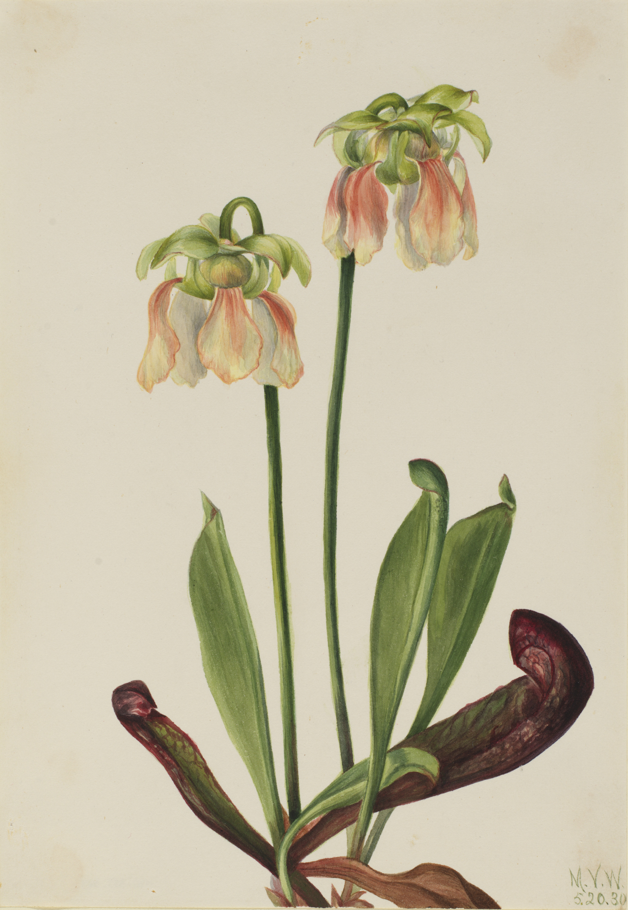 Mary Vaux Walcott, Hybrid Pitcherplant (Sarracenia minor x psittacina)