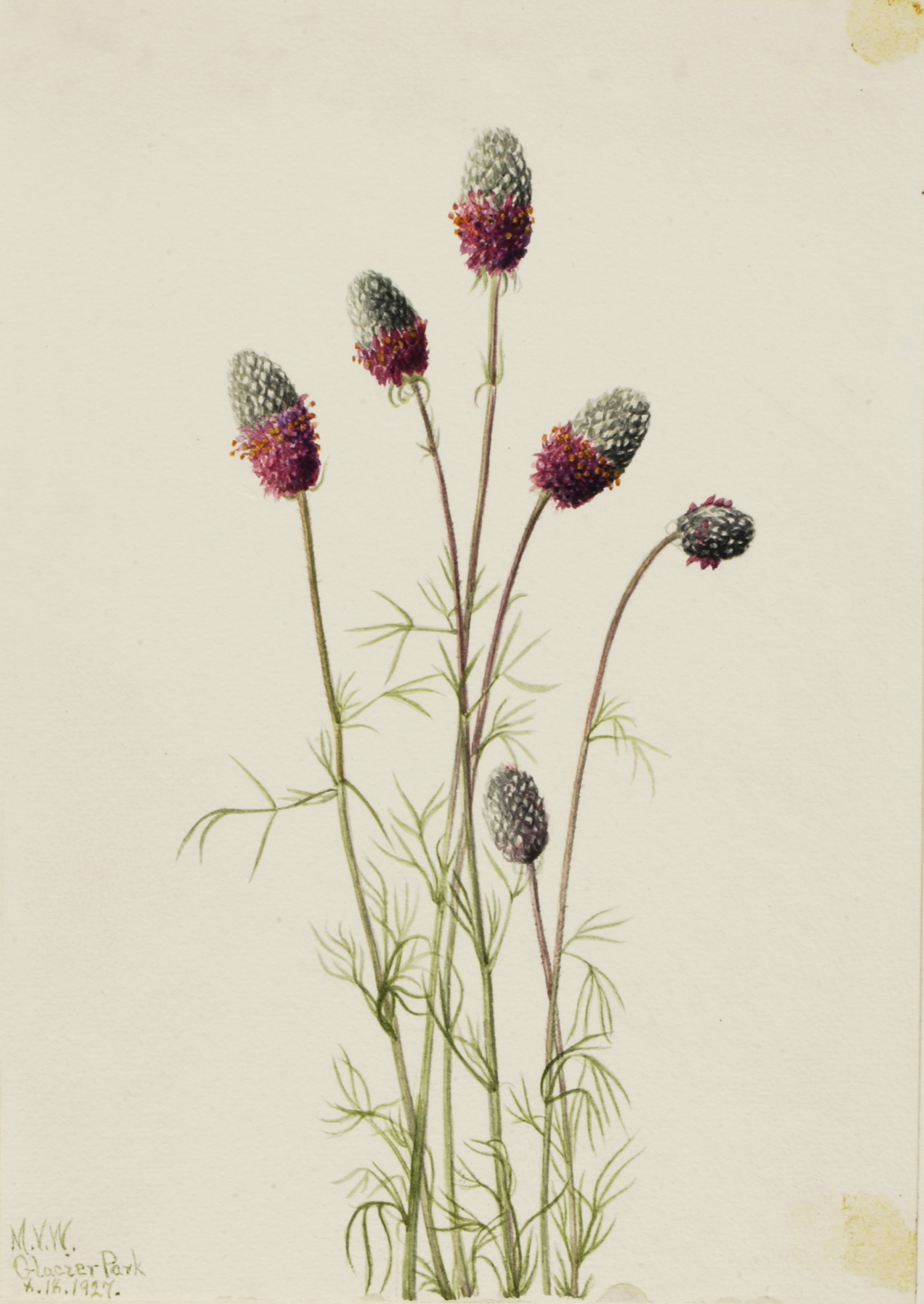 Mary Vaux Walcott, Purple Prairieclover (Petalostemon purpureum)