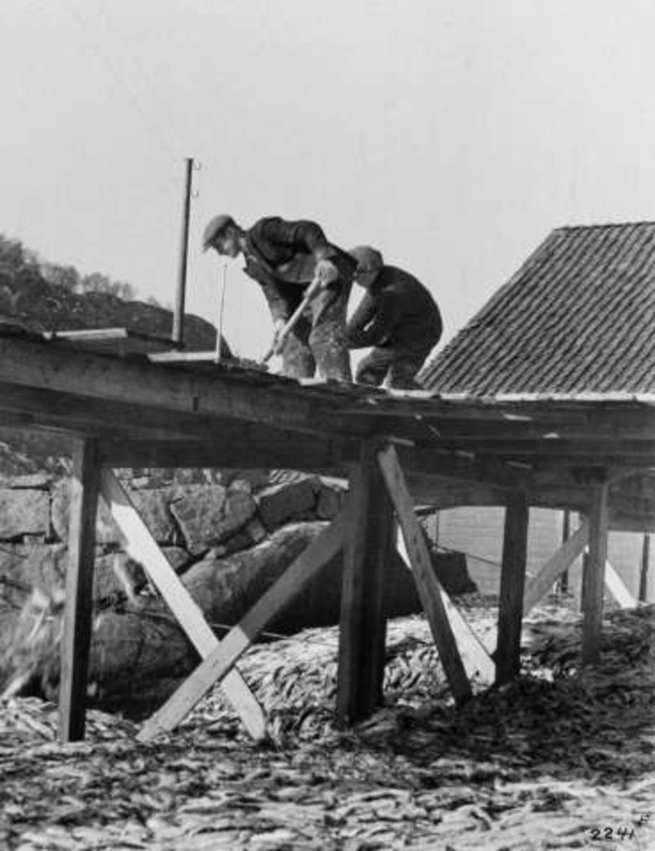 Anders Beer Wilse, -7362