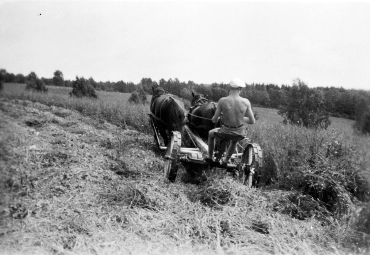 Anno Domkirkeodden, Slåttonn på Båberg, Veldre, Ringsaker. Tospann hester med slåmaskin. Håken Hveem er kjørekar.