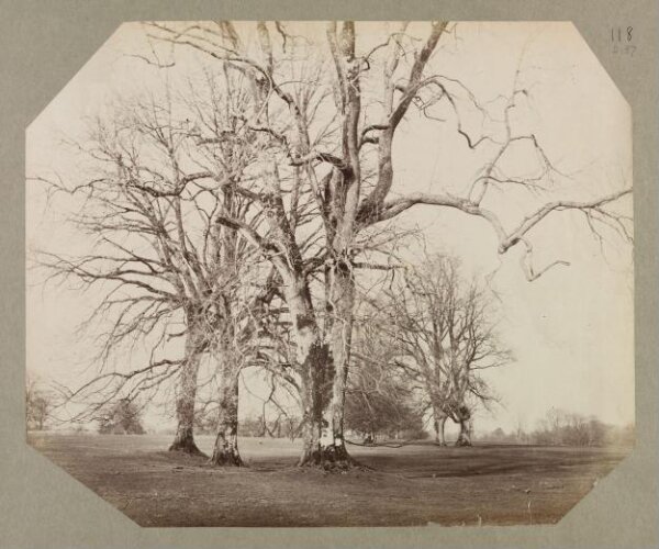 Clementina, Lady Hawarden, Photograph