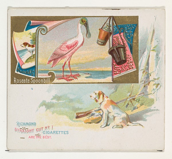 Allen & Ginter, Roseate Spoonbill, from the Game Birds series (N40) for Allen & Ginter Cigarettes