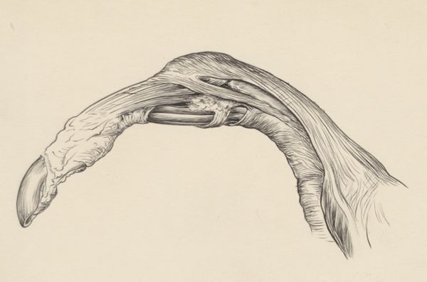 J Tinkelenberg, Muscular tissue of a lizards claw