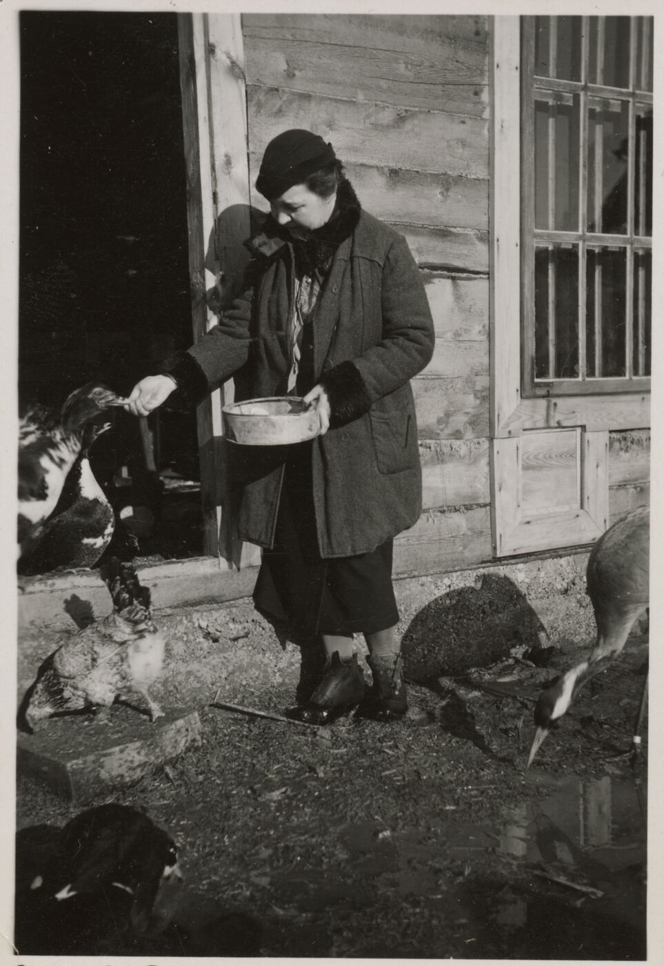 Nežinomas fotografas, Honorata Ivanauskienė lesina paukščius