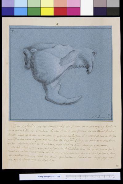 A Bonn, Animals: skull of a beaver