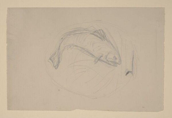 Potter, Beatrix, drawing