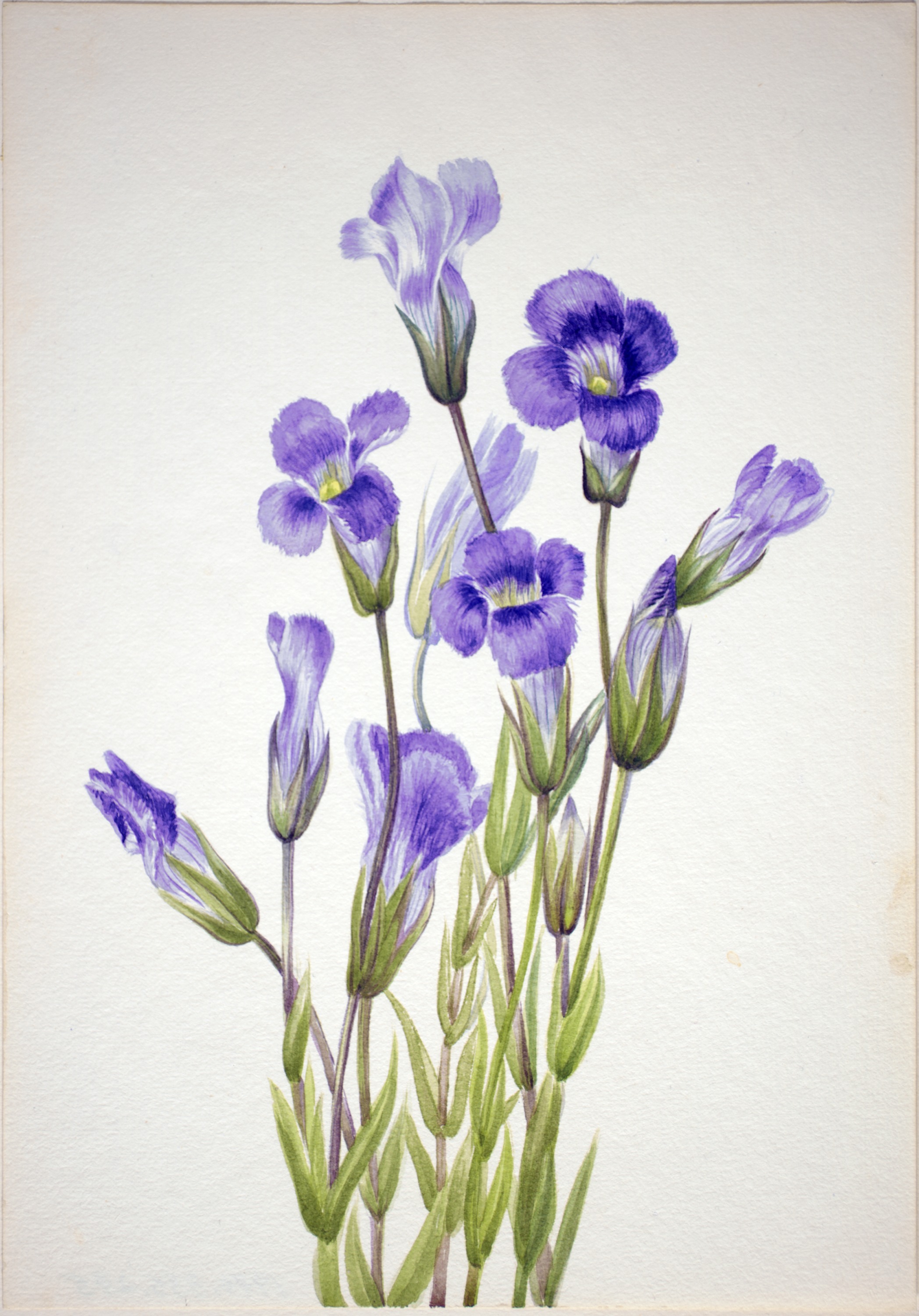 Mary Vaux Walcott, Fringed Gentian (Gentiana elegana)