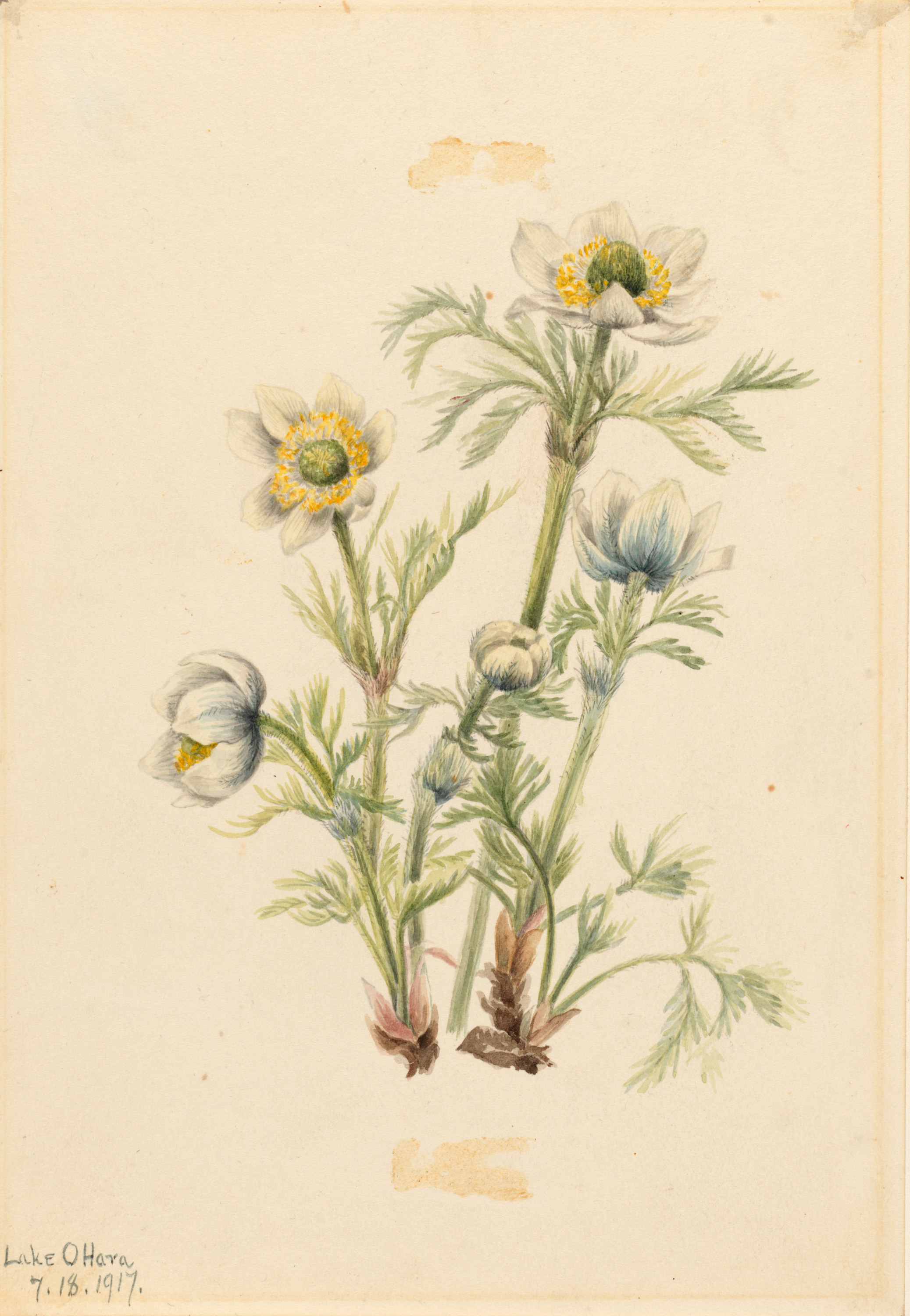 Mary Vaux Walcott, Plume Anemone (Pulsatilla occidentalis)