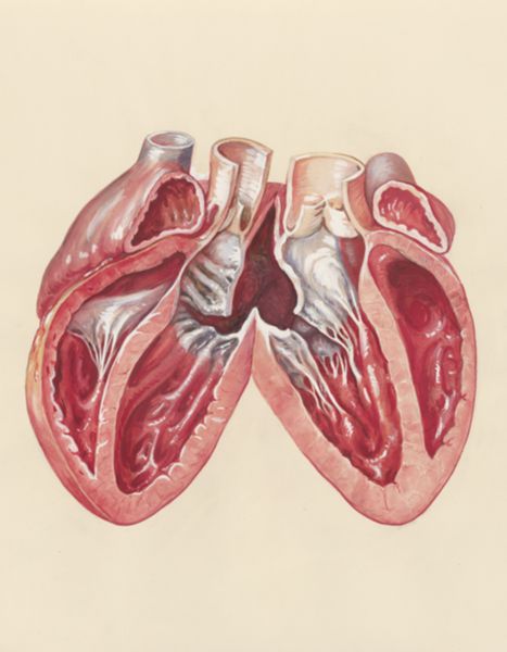 H.G Wetselaar, Cross section of the heart