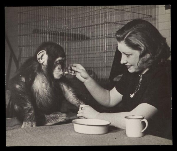 Hardy, Bert, Woman feeding chimpanzee