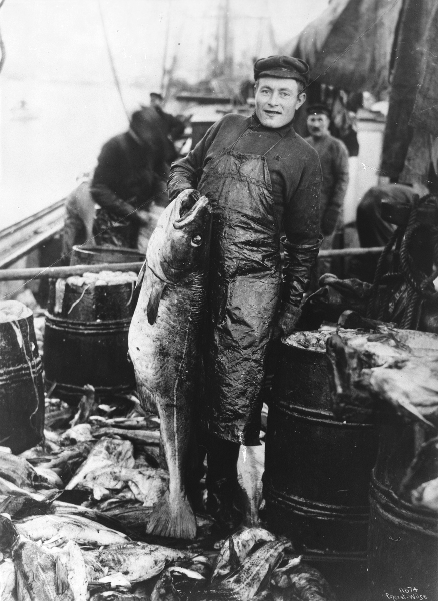 Anders Beer Wilse, "Prot: 3 digre Torske (Skrei)