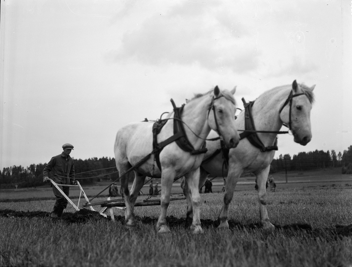 Paul Sandberg, Plöjningstävling, Uppland september 1935